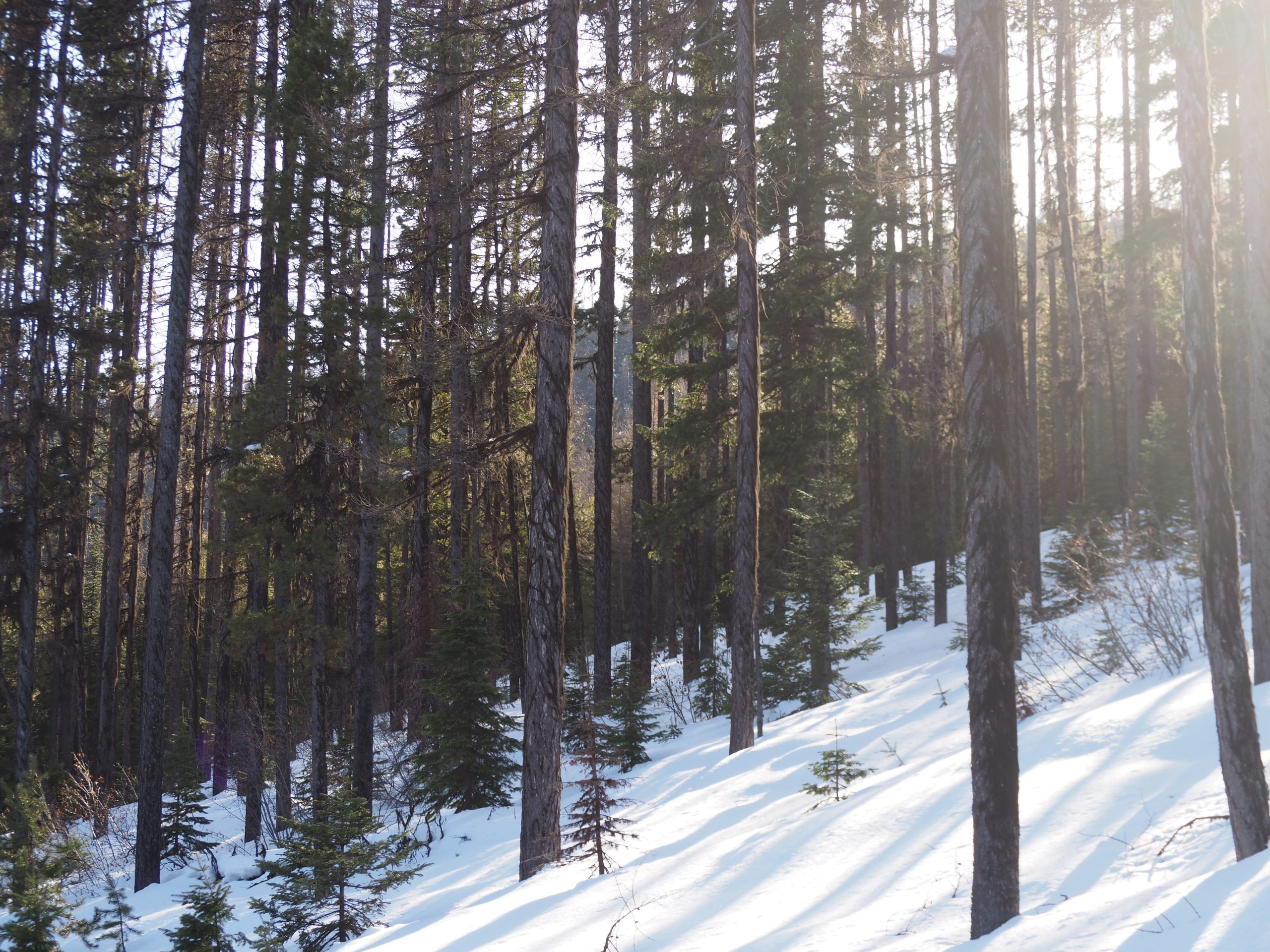 Pine trees in the winter with sunlight streaming between the trees